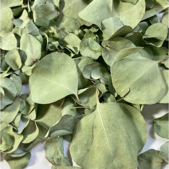 Dry Eucalyptus Leaves - Picture 2 of 8